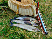 angling, fishing, fishing spots, flyfishing, grayling, graylings, Jamtland, Langan