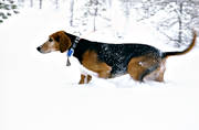 animals, deep snow, dog, dogs, drabble, finnish harrier, hare hunting, harrier, hunting, hunting dog, mammals, snow, winter, winter hunt