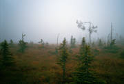 autumn, biotope, biotopes, bleak, gruesome, bog soil, dull, fog, mire, nature, solitary, unfrequented, lonely, tree, wasteland, wilderness