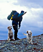 alpine hunting, bird hunting, english setter, hunting, pointing dog, setter, white grouse hunt