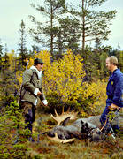 bag, bull, hunting, hunting moose, hunting success, hunting joy, male moose, moose, moose hunter, moose hunting, ox, lgoxe