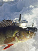 angling, fishing, fishing through ice, ice fishing, ice fishing, perch, perch fishing, winter fishing