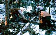 cutting, felling, forest worker, forest worker, forestry, logging, old, old, sow, sga, timber, woodcutter, woodland, work