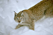 animals, cat, cat animal, creep, creeps, lynx, lynx, lynx, mammals, predator, predators, snow, winter