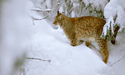animals, cat, cat animal, lynx, lynx, lynx, mammals, predator, predators, predators, snow, winter