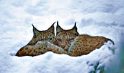 animals, cat, cat animal, couple, friends, lynx, lynx, lynx, lynxes, mammals, predator, predators, predators, snow, winter