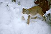 animals, game, lynx, lynx, mammals, predator, predators, prey, snow