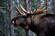 animals, bull, deer animals, hornkrona, krona, male moose, mammals, moose, moose, ox, thorns, velvet, lgkrona, lgoxe
