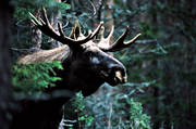 animals, bull, deer animals, horn, antlers, hornkrona, king, krona, male moose, mammals, moose, moose, ox, thorns, woodland, lgkrona, lgoxe