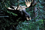 animals, bull, horn, antlers, krona, male moose, mammals, moose, moose, ox, skogens konung, woodland, lgoxe