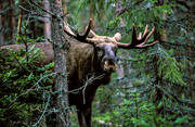 animals, bull, deer animals, horn, antlers, hornkrona, king, krona, male moose, mammals, moose, moose, ox, thorns, lgkrona, lgoxe