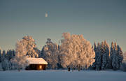 ambience, ambience pictures, atmosphere, birches, christmas ambience, cold, cold, cottage, frosty, frosty, moon, season, seasons, summer cottage, summer cottage, tree, winter