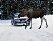 accident, accident wild animal, car, communications, game, land communication, moose, traffic, traffic accident, vehicular traffic