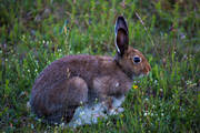 animals, gnawer, hare, hare, mammals, mountain hare, rodents