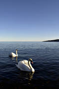 animals, birds, Fallvik, hga kusten, mute swan, swan, swans, winter