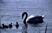 animals, birds, mute swan, swan, swans
