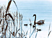 animals, birds, family, idyll, mute swan, swan, swans
