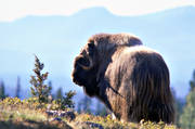 animals, big, large, blue, bull, Herjedalen, horn, antlers, kraftig, lnghrig, mammals, mountain, mountain, myskoxar, myskoxe, ox, wool