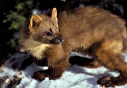 animals, close-up, mammals, pine marten, predator, predators, snow, winter
