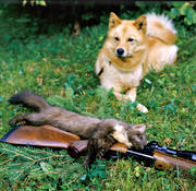 bag, barking bird dog, barking bird dog, finnish spitz, hunting, marten hunt, pine marten, prey, ga*