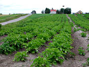 agriculture, crop land, cultivation, land, potato, potato field, potato field, potato field, potatoes, Rodon, work