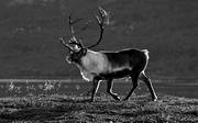 animals, backlight, black-and-white, evening, evening light, mammals, mountain, reindeer, reindeer, reindeer bull, reindeer ox, s/v