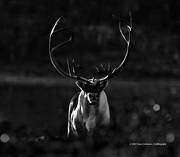 animals, backlight, black-and-white, canvastavla, evening, evening light, fototavla, mammals, mountain, reindeer, reindeer, reindeer bull, reindeer ox, s/v, tavla
