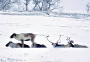 animals, deer animals, landscapes, mammals, mountains, nature, reindeer, reindeer, rendjur, renflock, snow, snowstorm, storm, winter, winter ambience