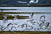 animals, bird, birds, gull bird, sea mew bird, gulls, Lapland, Lapland North, Padjelanta, Padjelanta Nationalpark, sea mew, seagull, seagulls