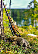 bag, beaver, beaver hunting, gnawer, hunting, hunting weapon, spring hunt, weapon