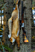 combined weapon, fox hunting, gun, hunting, hunting weapon, red fox, shot