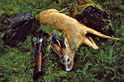 back-pack, day-pack, bag, bock, bock hunting, hunting, prey, roebuck, roedeer hunting, shoot, shot, venison, weapon