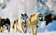 animals, dog, dogs, dogsled, greenland dogs, greenlanders, mammals, sled dog, sled dogs