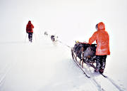 dogsled ride, sled dog, sled dogs, sledge dog, sledge dogs, sledge trip, wild-life, winter, ventyr