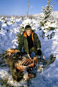 animals, bergstrand, cadavers, game, mammals, moose, moose, predators, prey, torn down by wolf, trapper, ulv, wolf, wolf, wolves