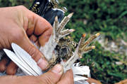 age, animals, birds, claws, nails, decide, ptarmigan, white grouse claws, willow grouse