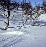 animals, birds, ptarmigan, snow, tracks, white grouse traces, willow grouse, winter