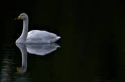 animals, birds, dark, swan, swans, vatten, water, water, whooper swan