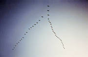 animals, birds, fly, formation, migrate, migration formation, bird formation, migratory birds, swans, whooper swans