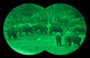 animals, darkness, ljusfrstrkare, mammals, night vision binoculars, pigs, wild boar