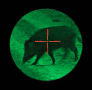 animals, ljusfrstrkare, mammals, night vision sensor, sighting arrangement, wild boar