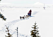 dogsled, outdoor life, sled dogs, sledge dogs, sldhundfrd, vita vidder, winter, ventyr