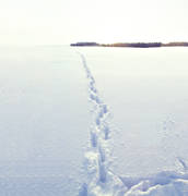 animals, ice, lake, mammals, snow, tracks, trapper, ulv, winter, wolf, wolf, wolf tracks, wolves