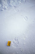 animals, canidae, mammals, road, snow, tracks, ulv, winter, wolf, wolf, wolf tracks, wolves