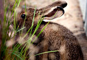 animals, gnawer, hare, hare, mammals, mountain hare, rodents